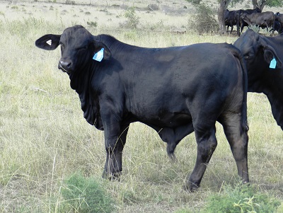Elara TH 871 at 6 mths